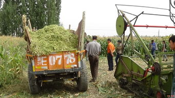 黑英山鄉 駐村干部助力牧民制作青儲飼料，推動畜牧業發展